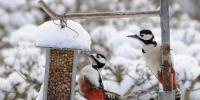 Fugle der spiser om vinteren